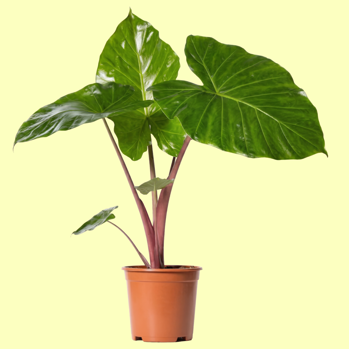 potted large-leafed green houseplant against yellow background