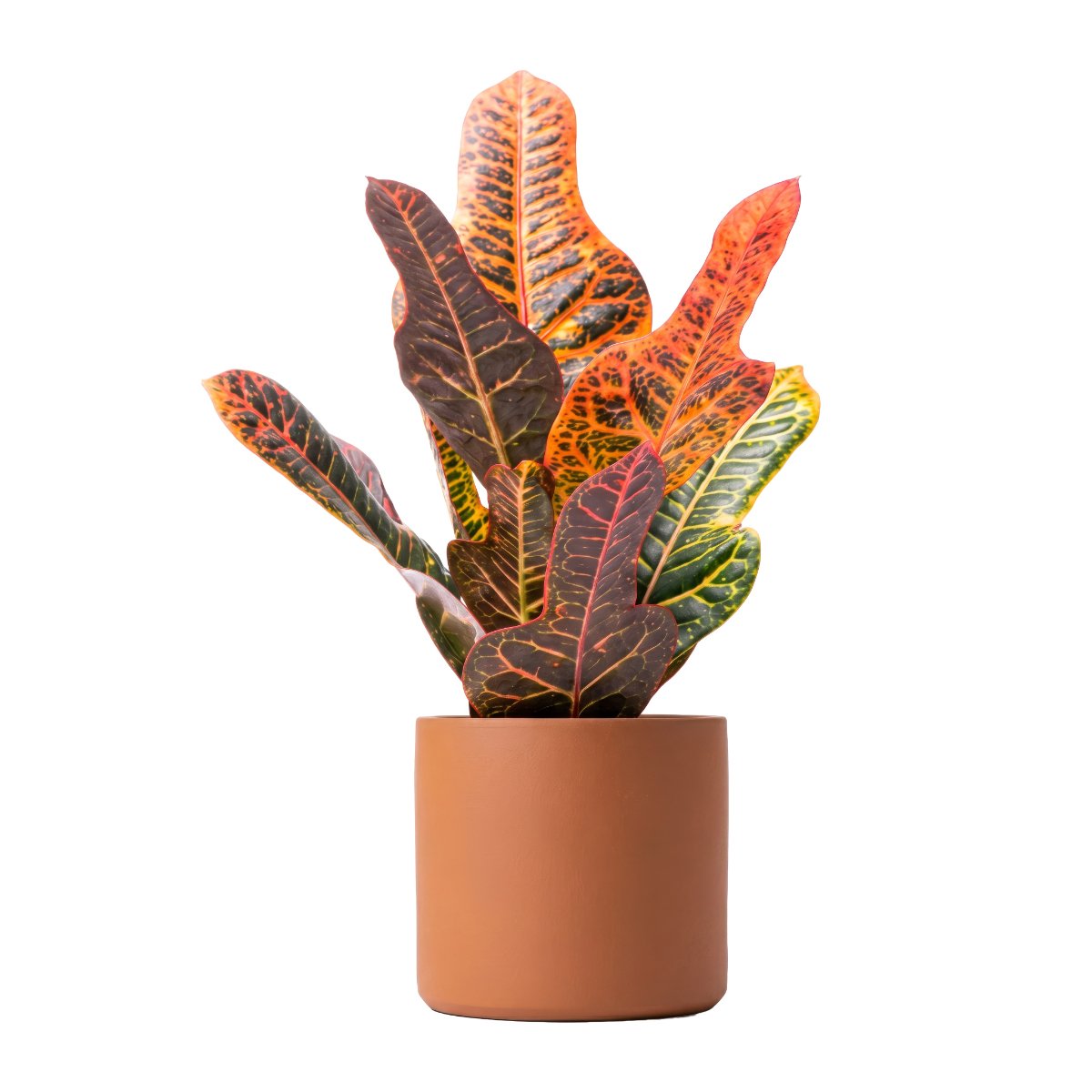 20 Codiaeum Bush of Fire 2 4KUS.jpg