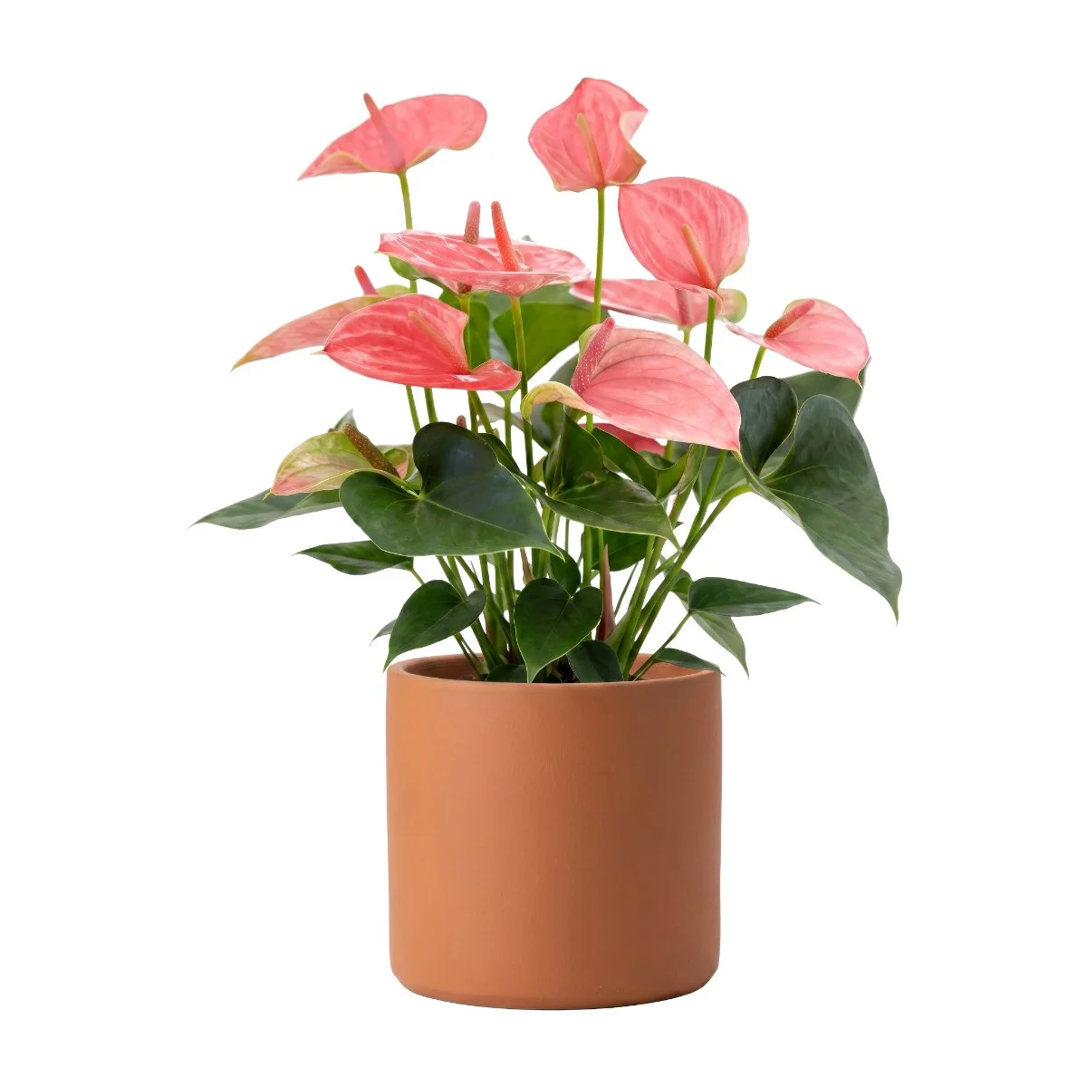 Anthurium Pink