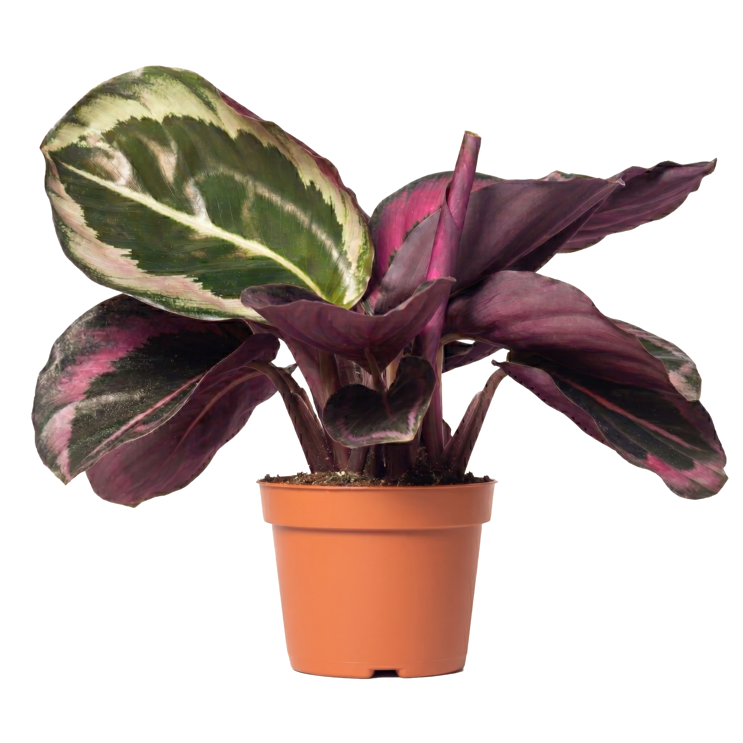 Purple and green variegated plant in a terracotta pot.
