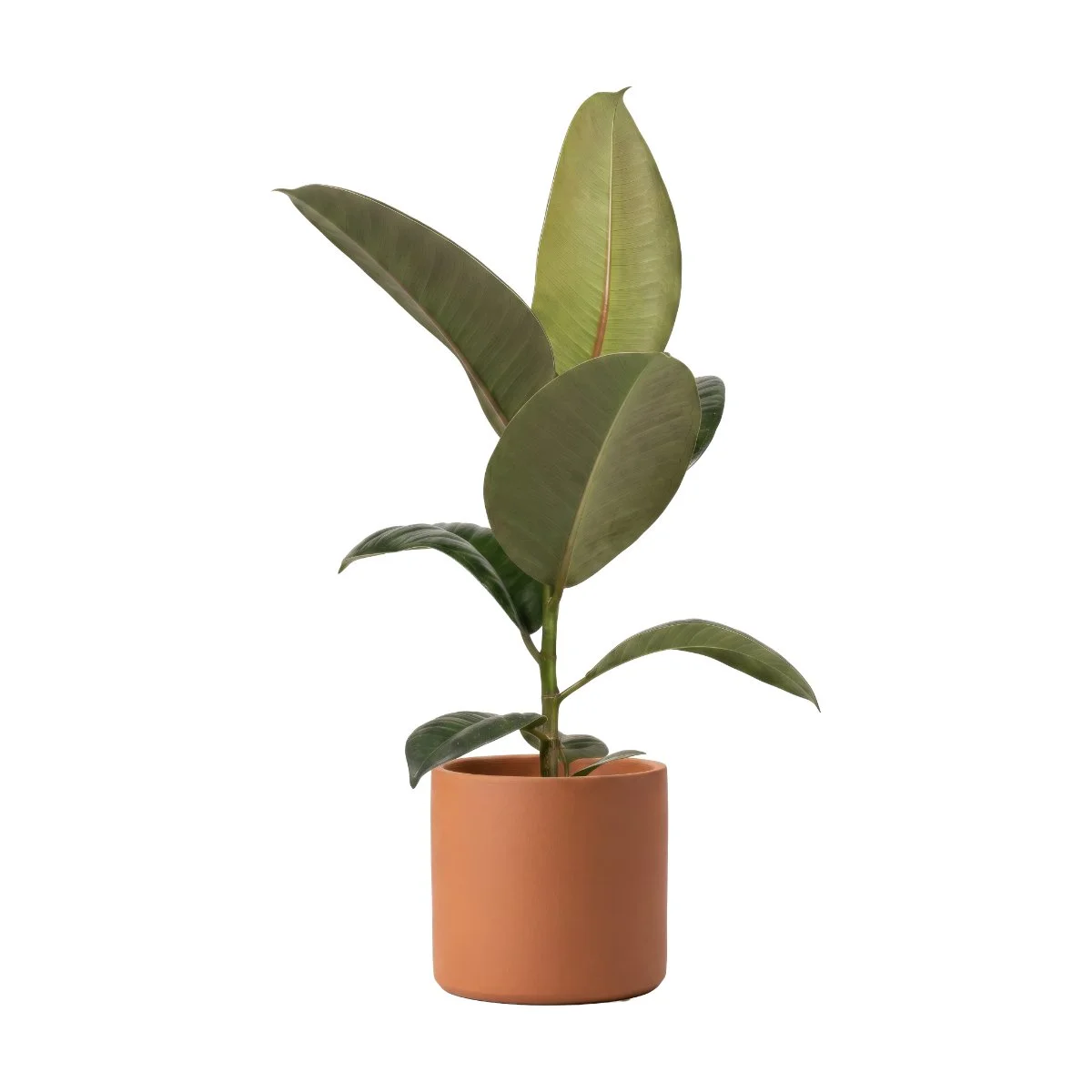 Ficus Robusta
