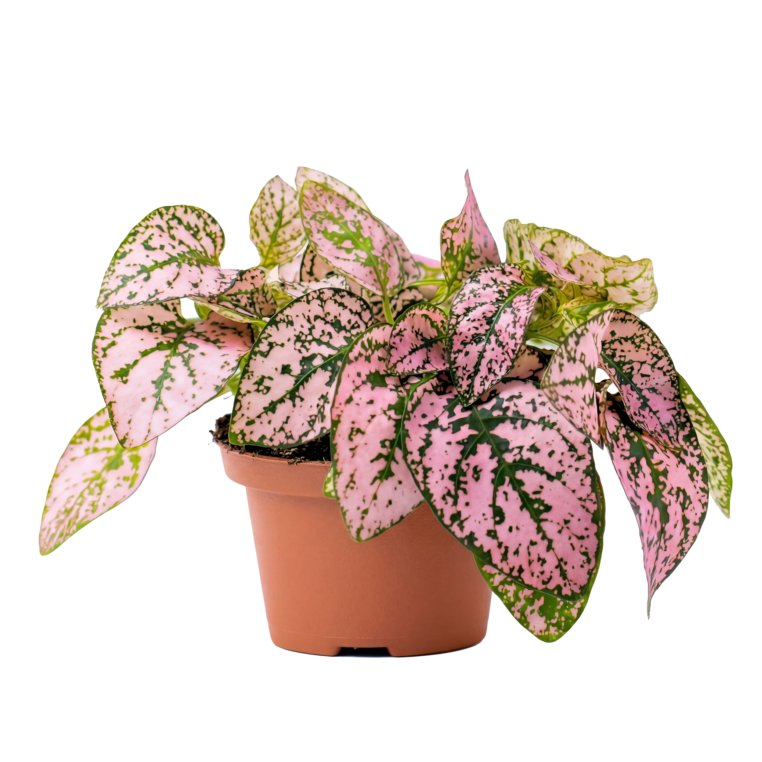 A potted pink and green variegated plant with large, heart-shaped leaves in a small terracotta pot.
