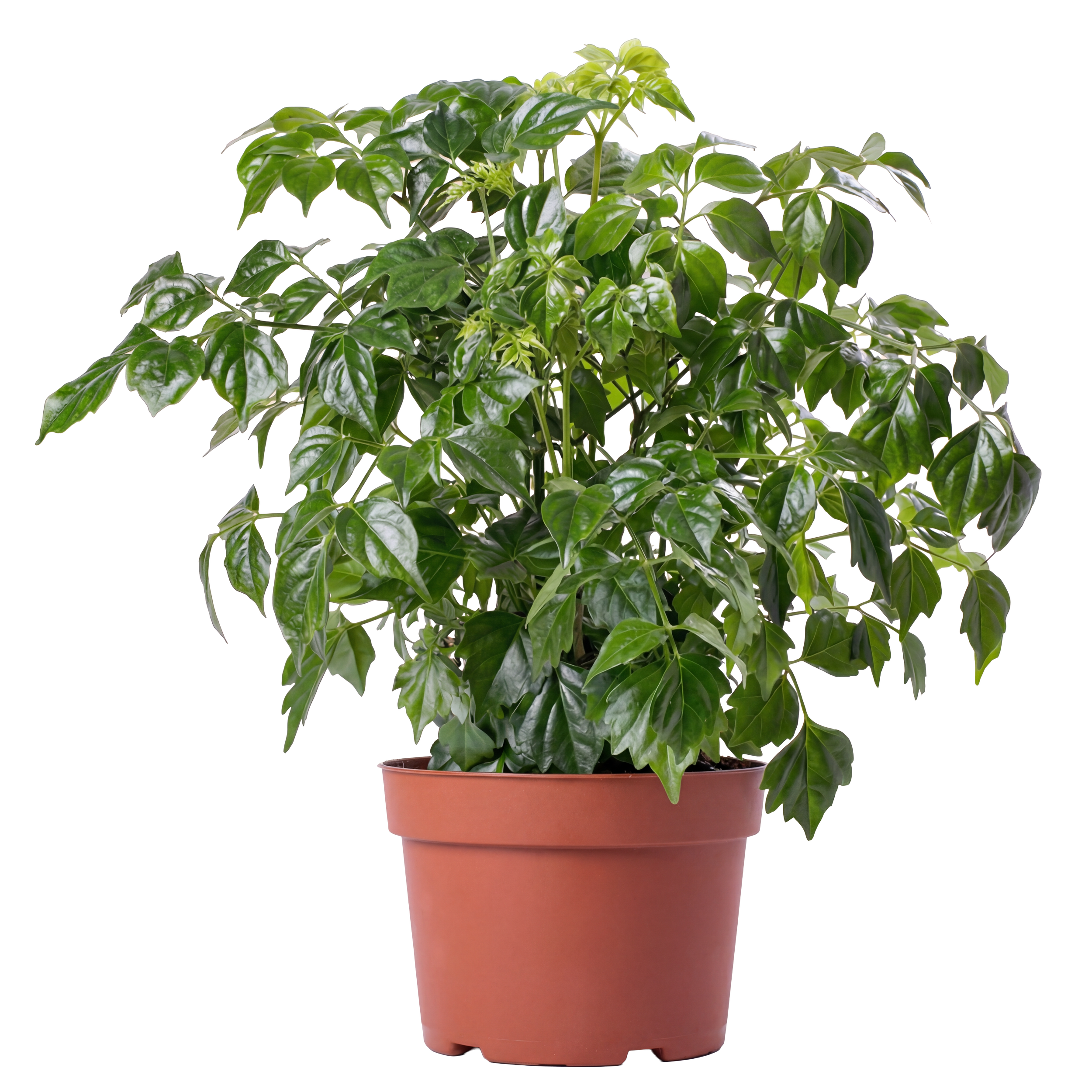 A potted houseplant with dark green, glossy, lobed leaves in a terracotta pot.