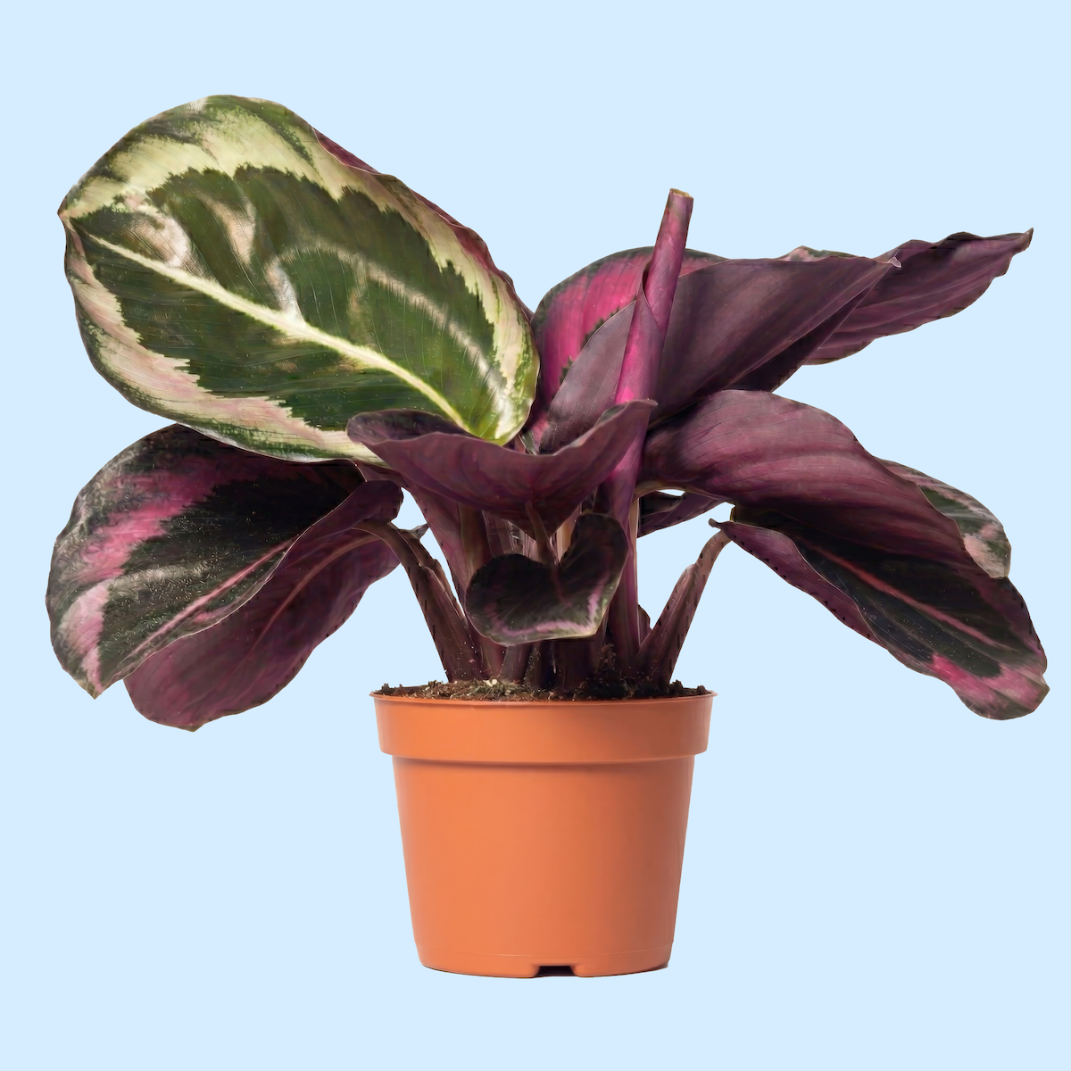 A potted plant with large variegated leaves, featuring green, cream, and pink coloring, set against a light blue background.