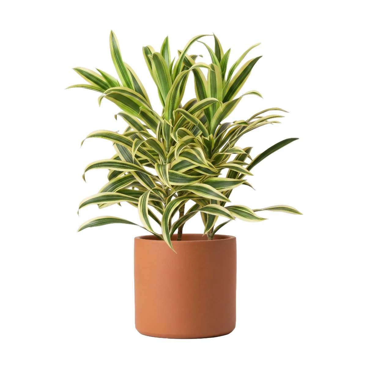 Dracaena Song of India