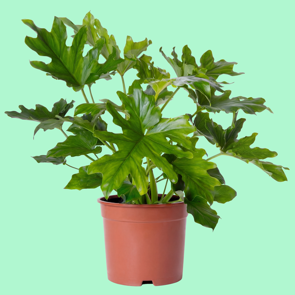 A potted green leafy houseplant with large, glossy leaves on a light green background.