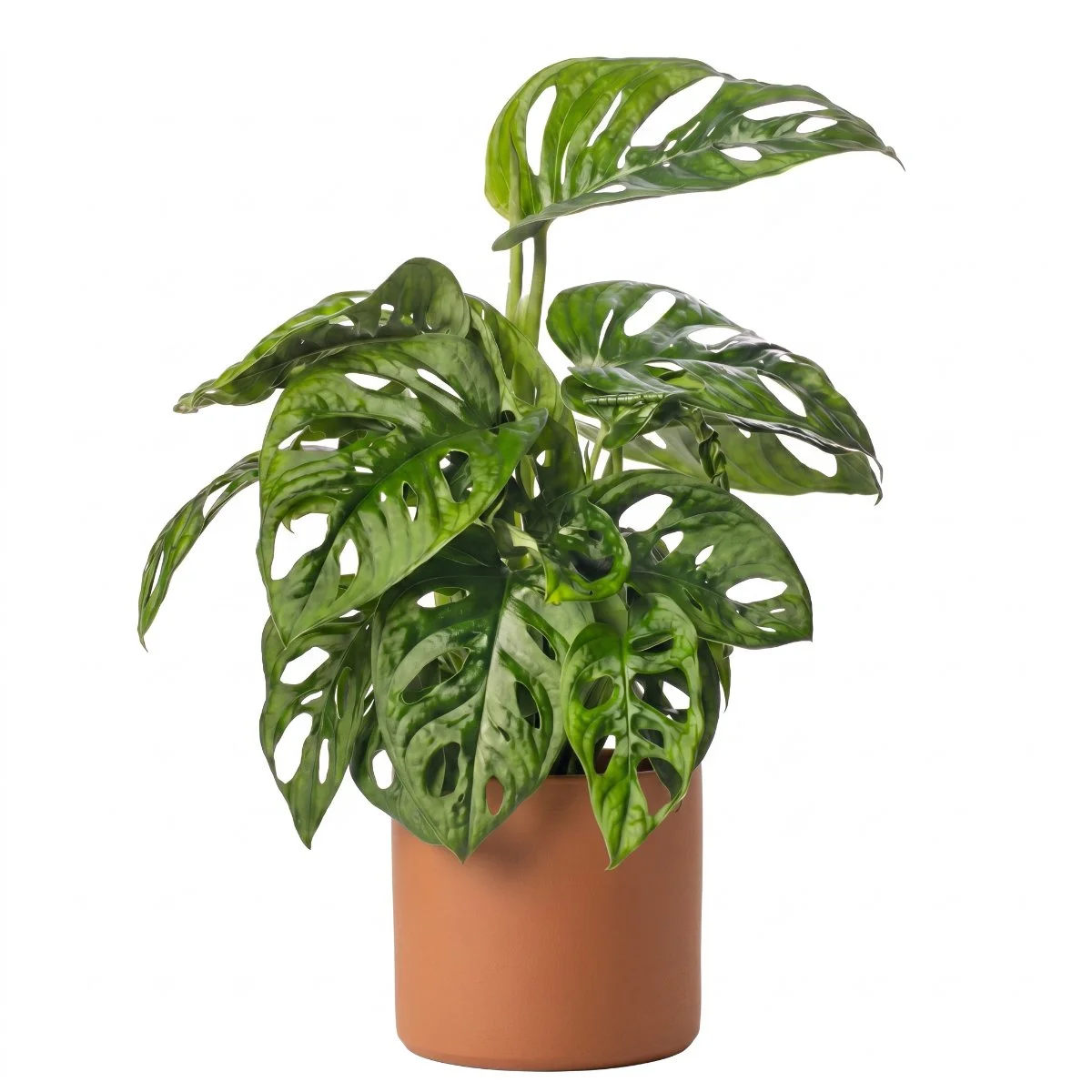 Monstera Adansonii