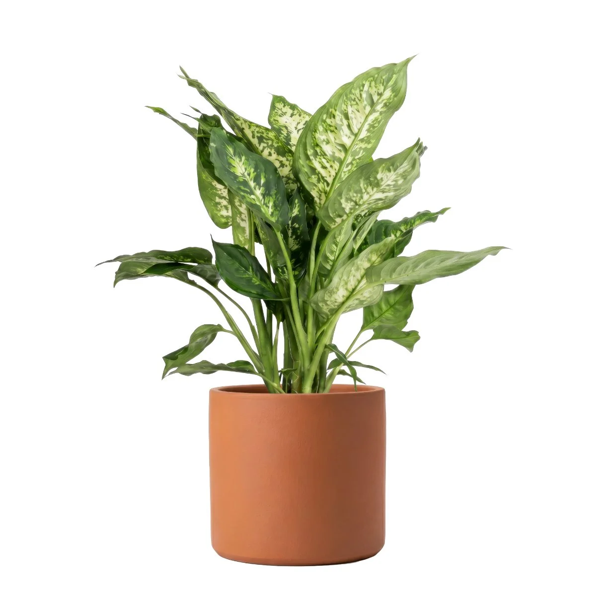 Dieffenbachia Compacta