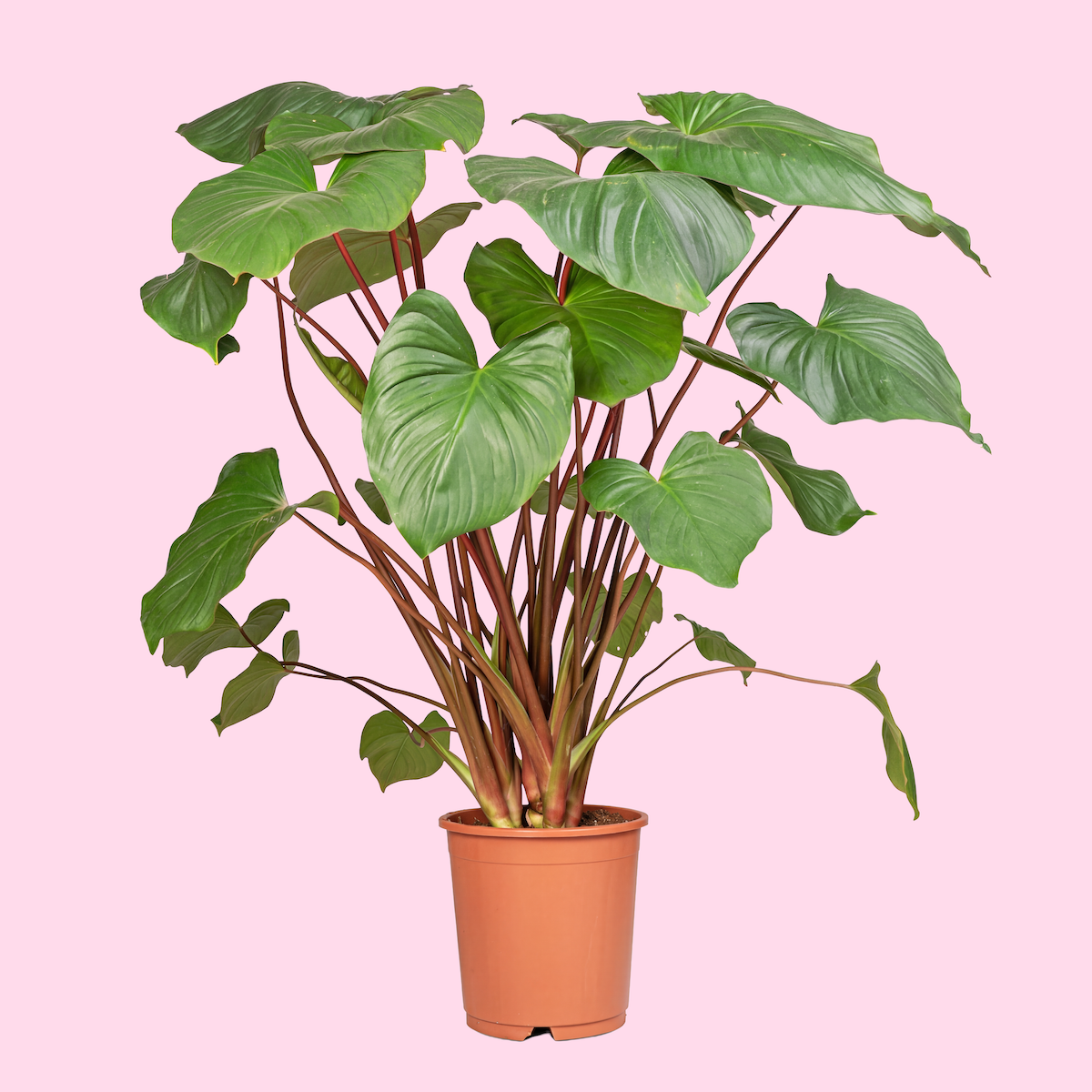 A potted houseplant with large green heart-shaped leaves against a pink background.