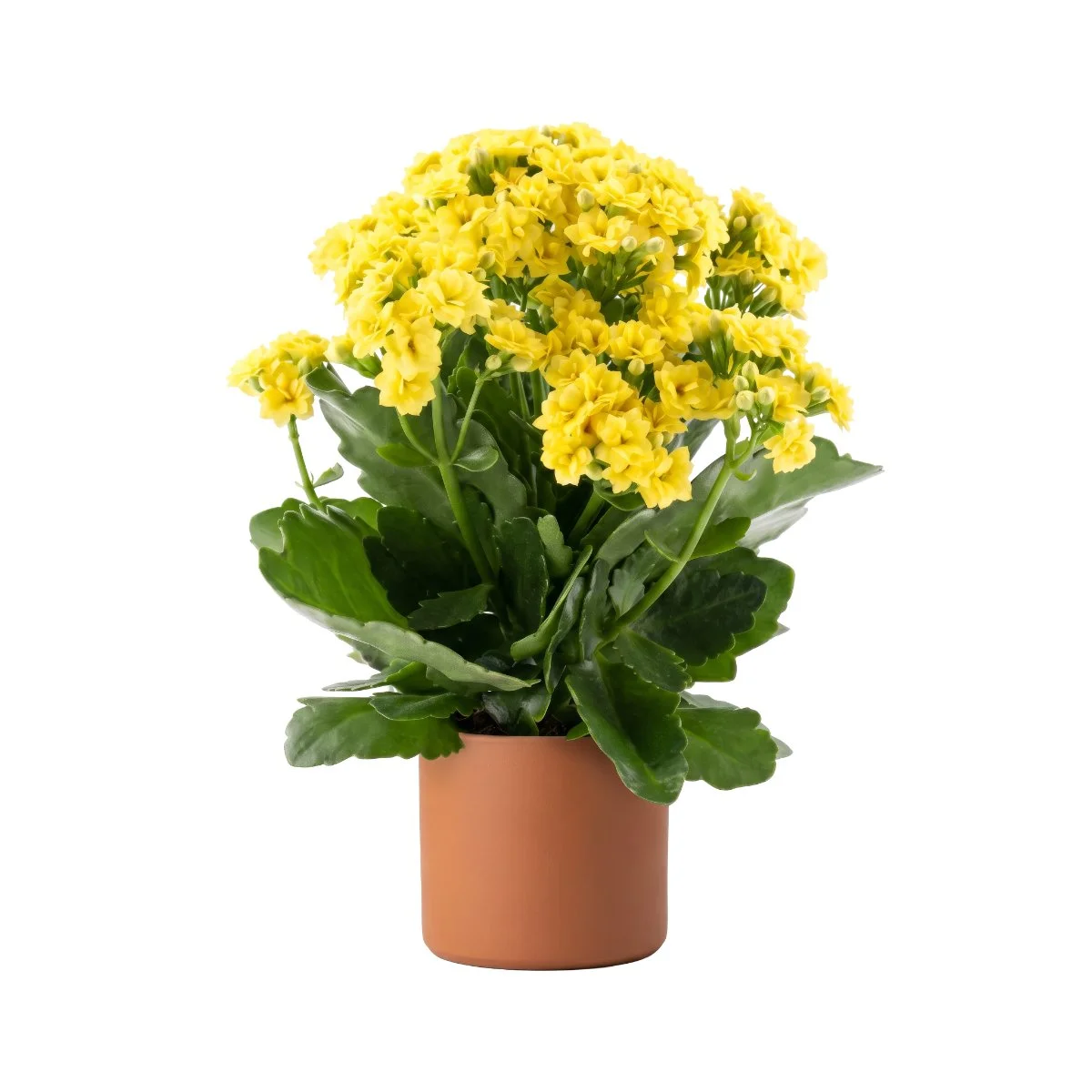 39 Kalonchoe Don Amarillo 4KUS.jpg