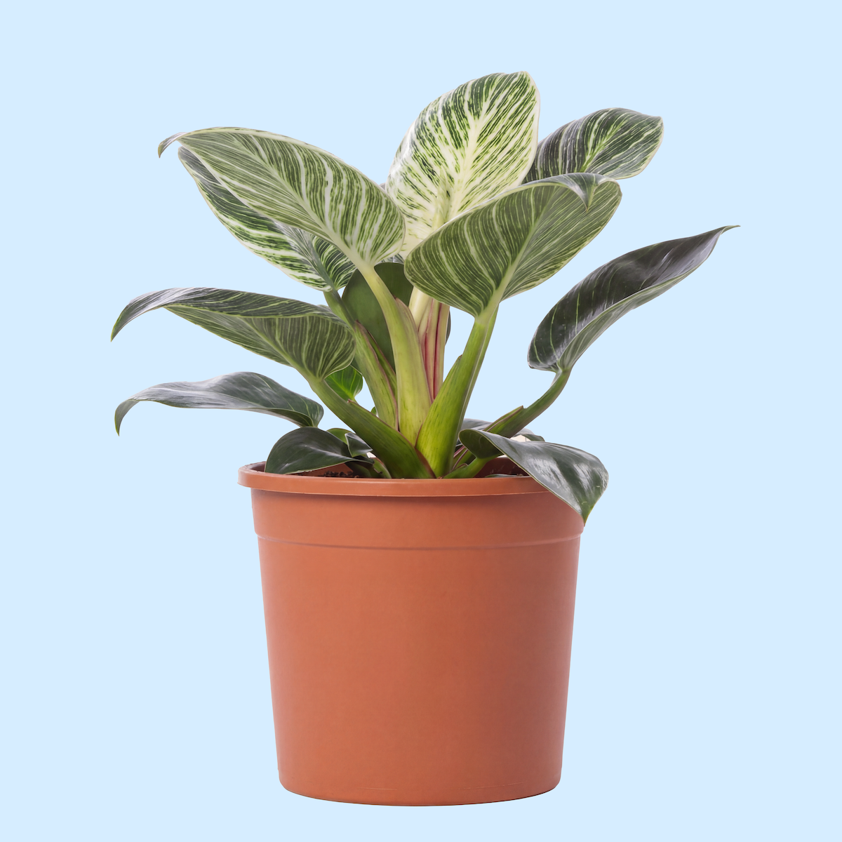 A potted plant with green and white variegated leaves against a light blue background.