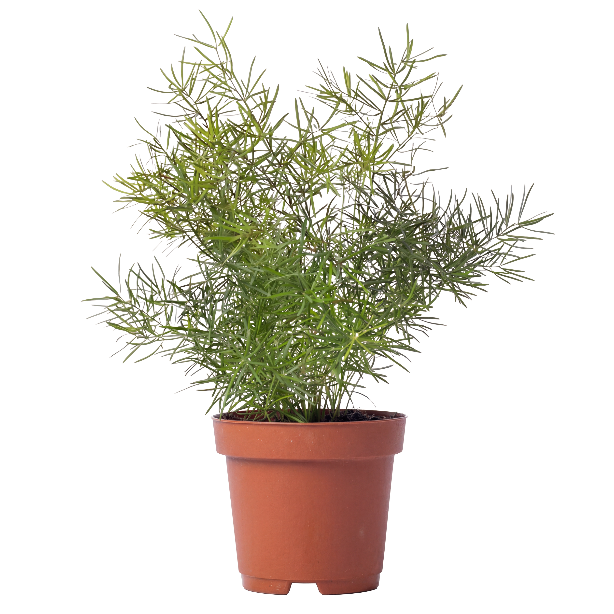 A potted green leafy plant with thin, spiky leaves in a classic terracotta pot.