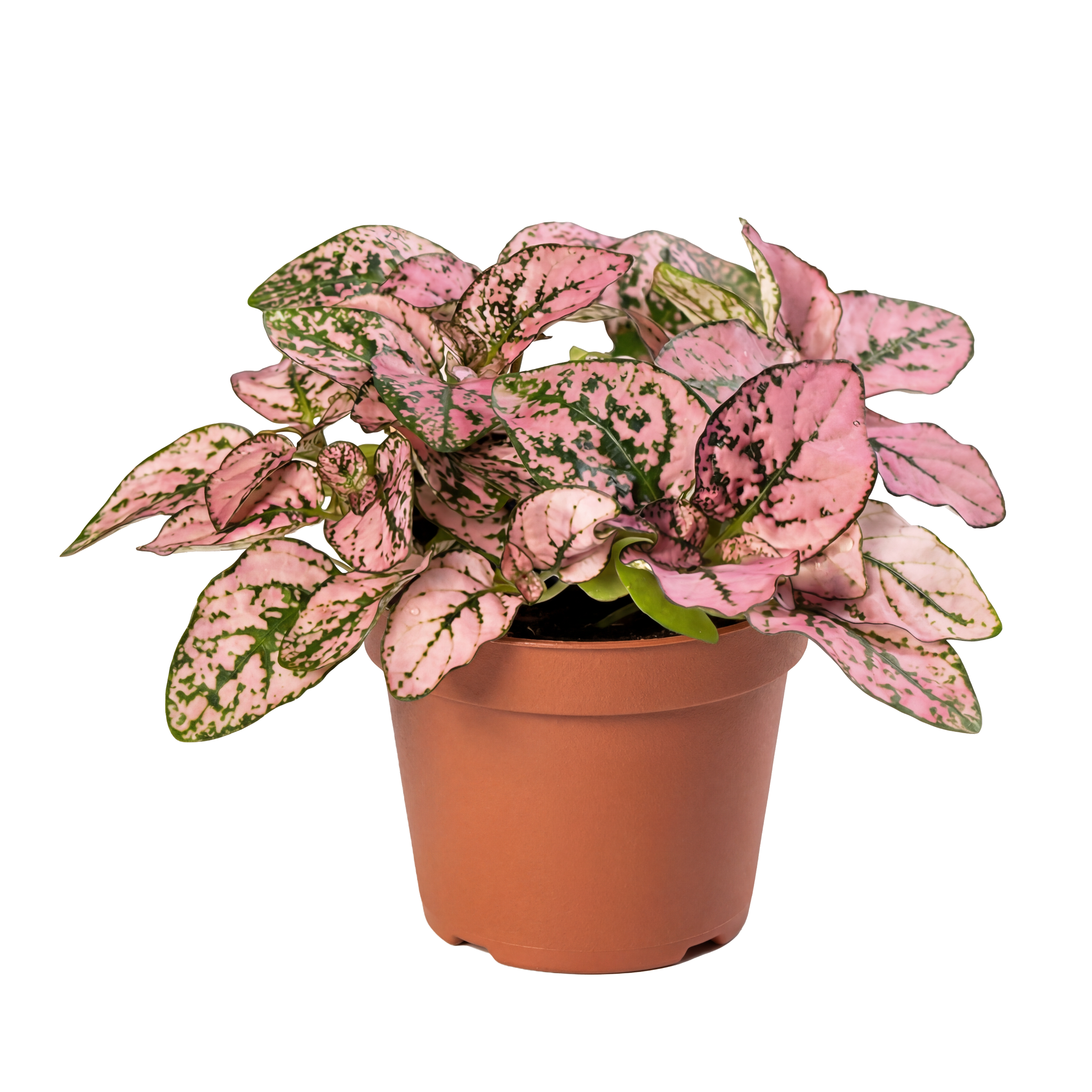 Pink and green variegated plant in a terracotta pot.