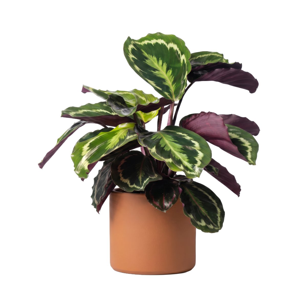Calathea Medallion