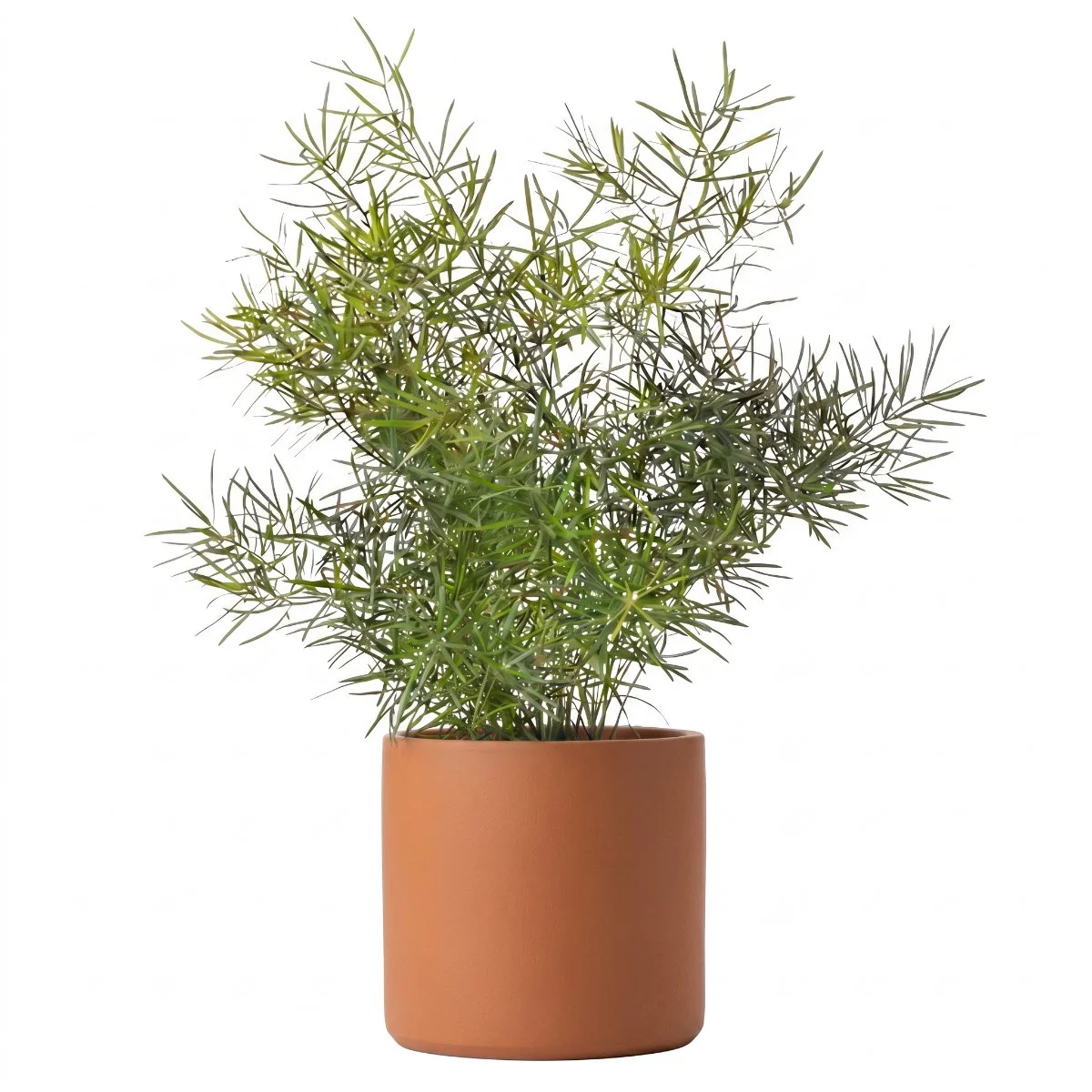 Asparagus Fern