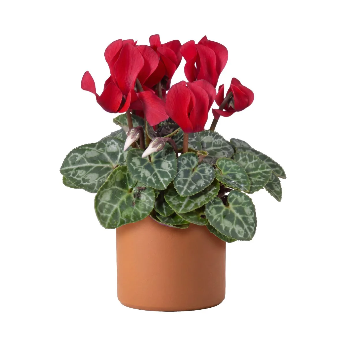 6 Cyclamen Red.jpg