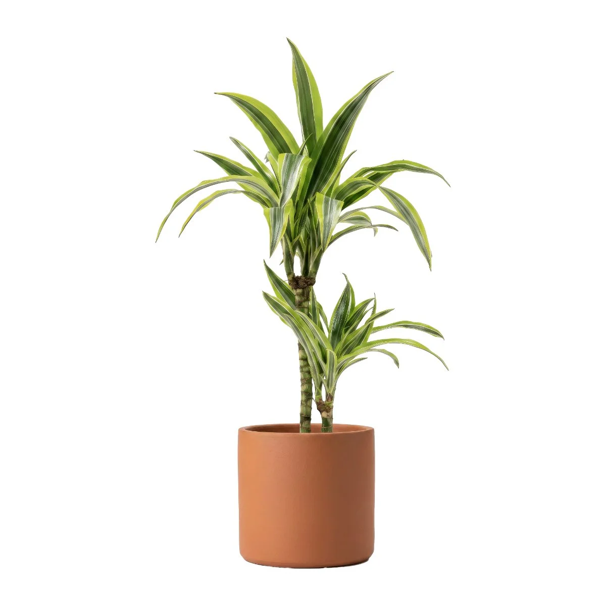 Dracaena Lemon Lime