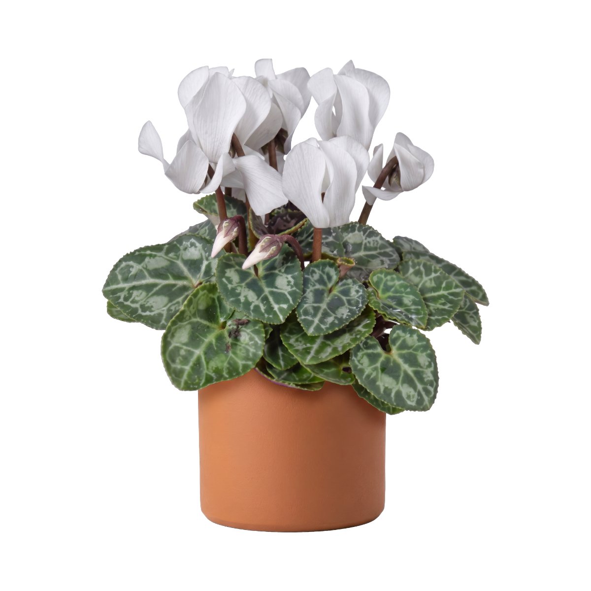6 Cyclamen White.jpg