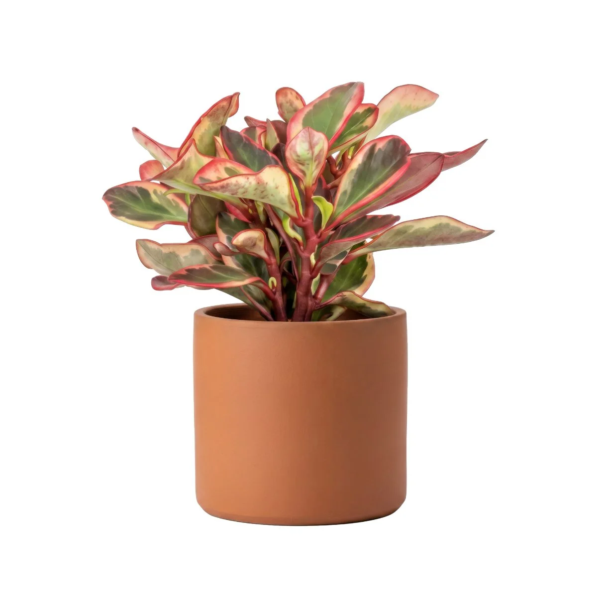Peperomia Clusiifolia Red Margin