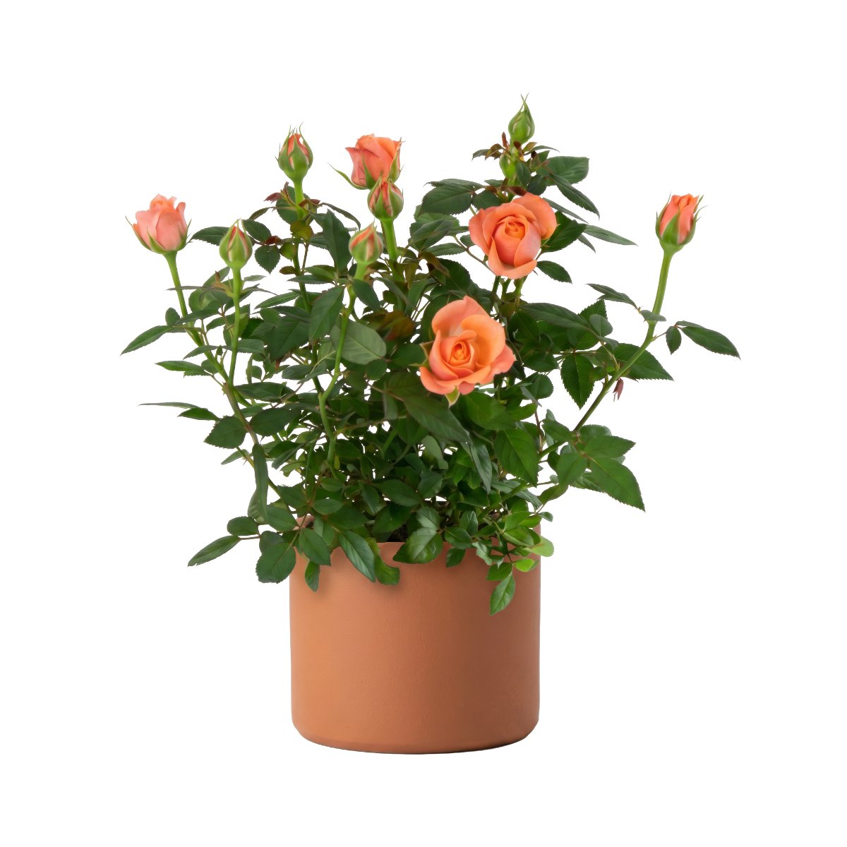 Mini Rose