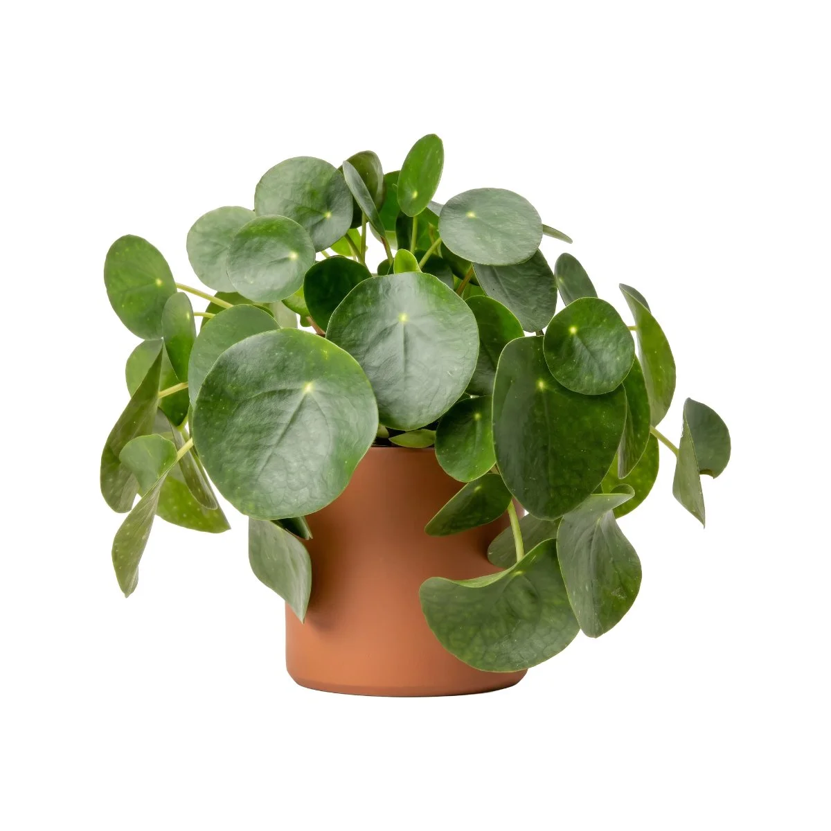Pilea Peperomoides