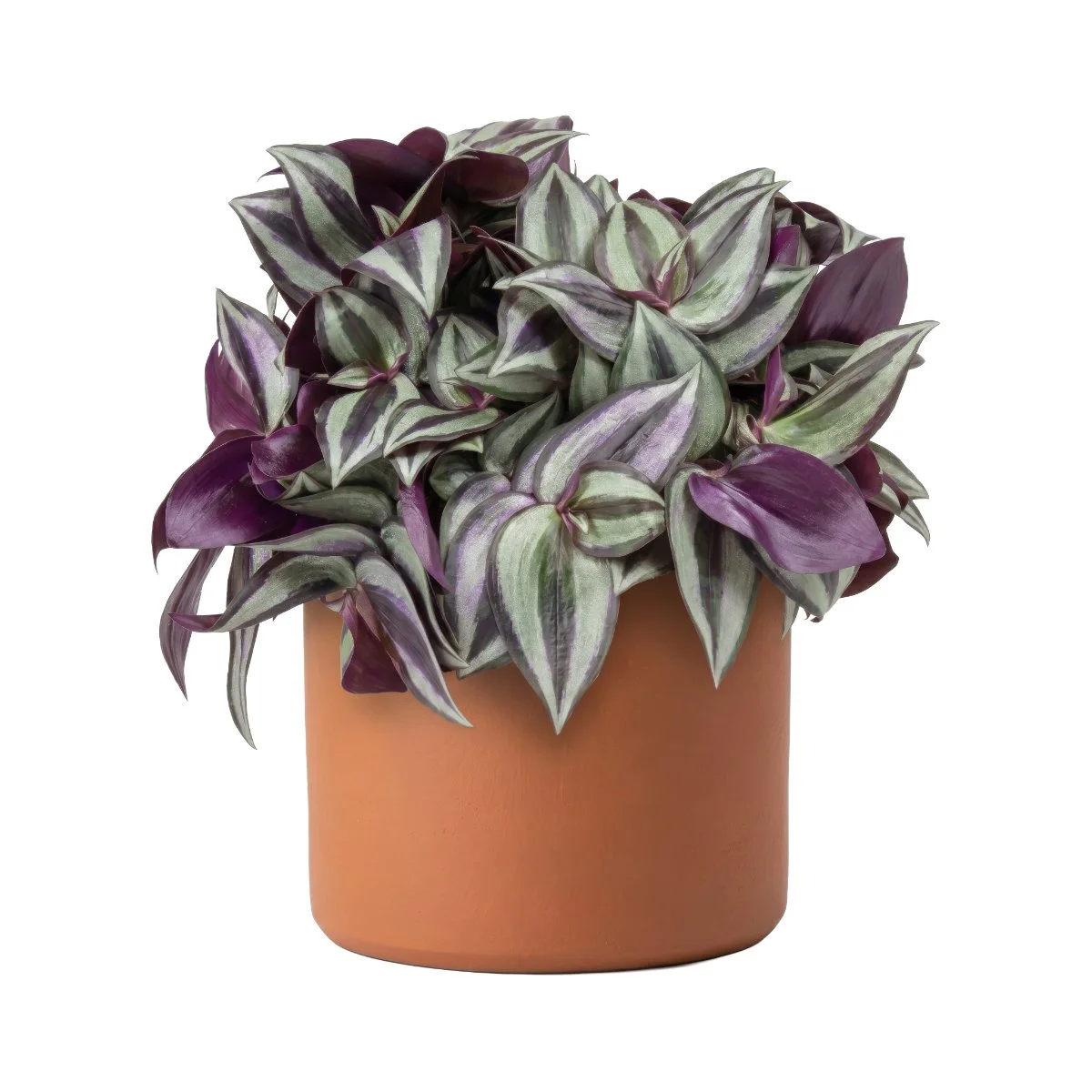 Tradescantia Tricolour