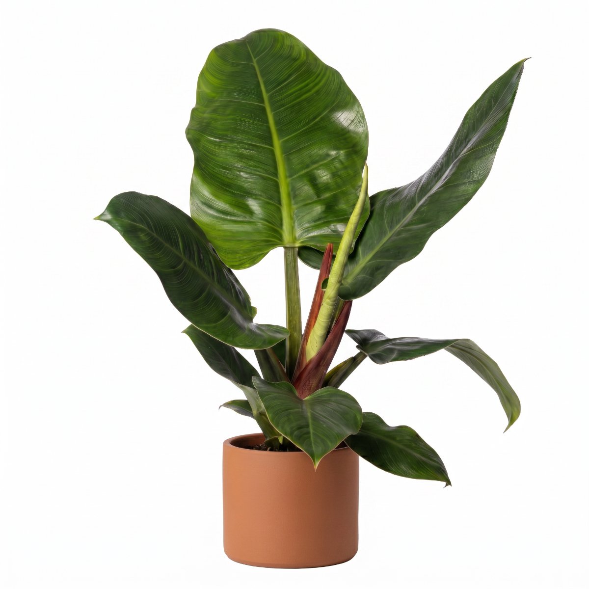 Philodendron Imperial Green
