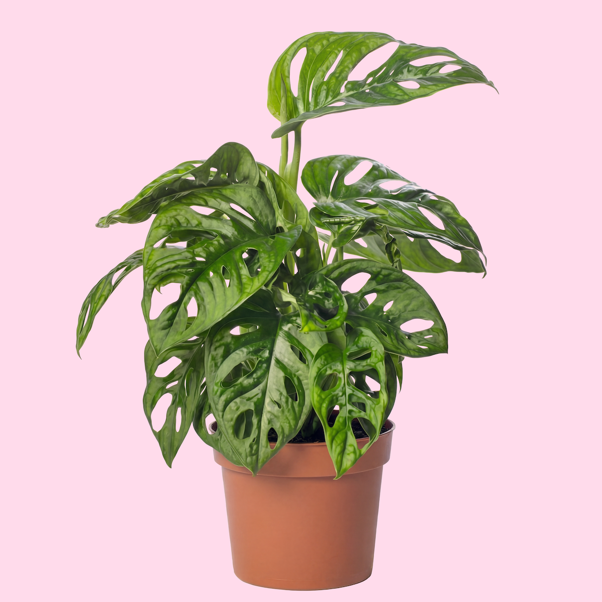 A potted Monstera Deliciosa plant with large, glossy green leaves featuring natural holes, set against a pink background.