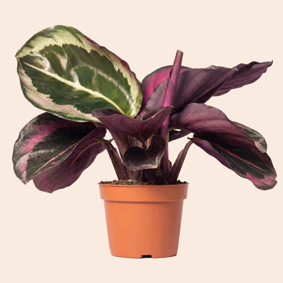 A potted plant with large, variegated green and pink leaves against a plain light background.