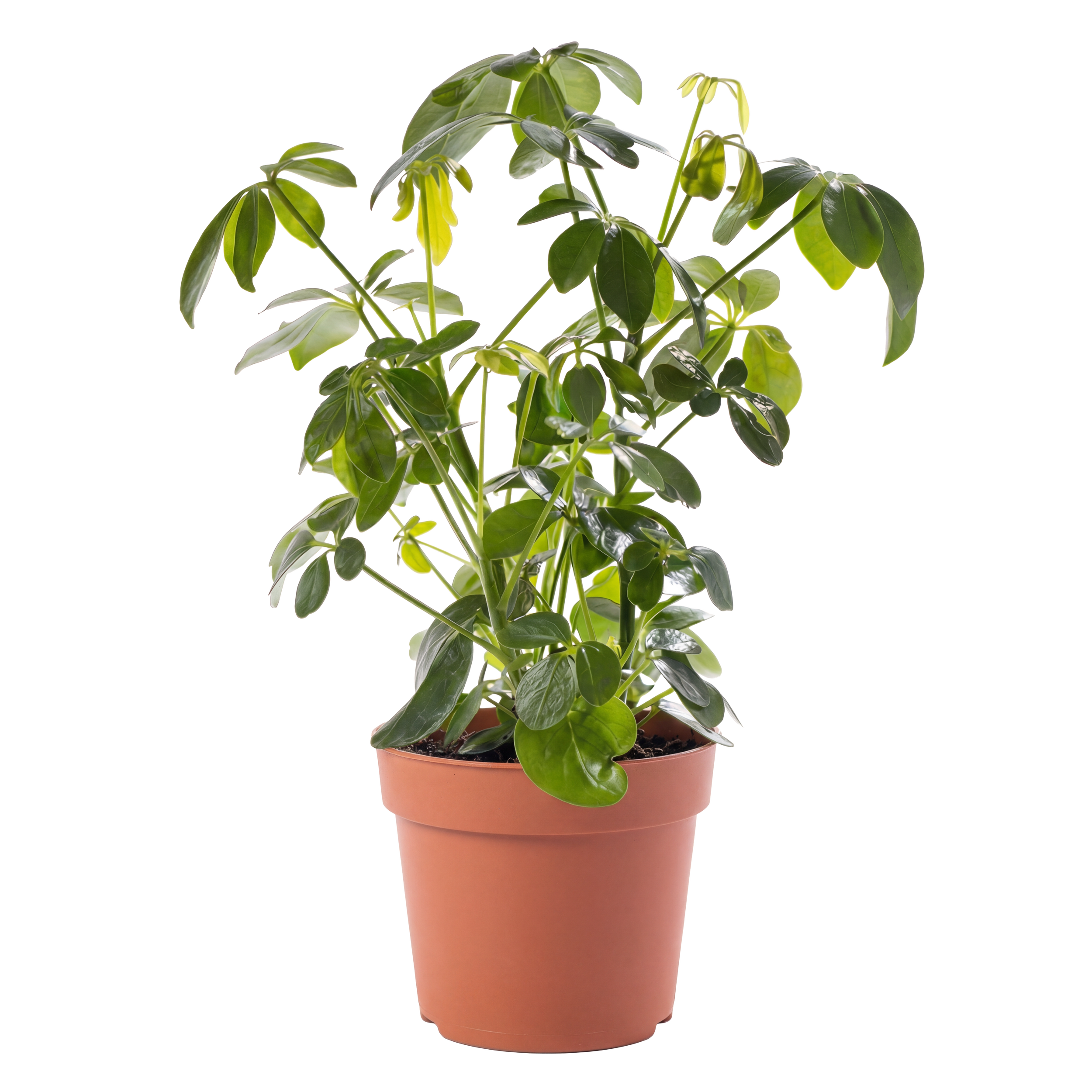 Green indoor plant with broad leaves in a terracotta pot.