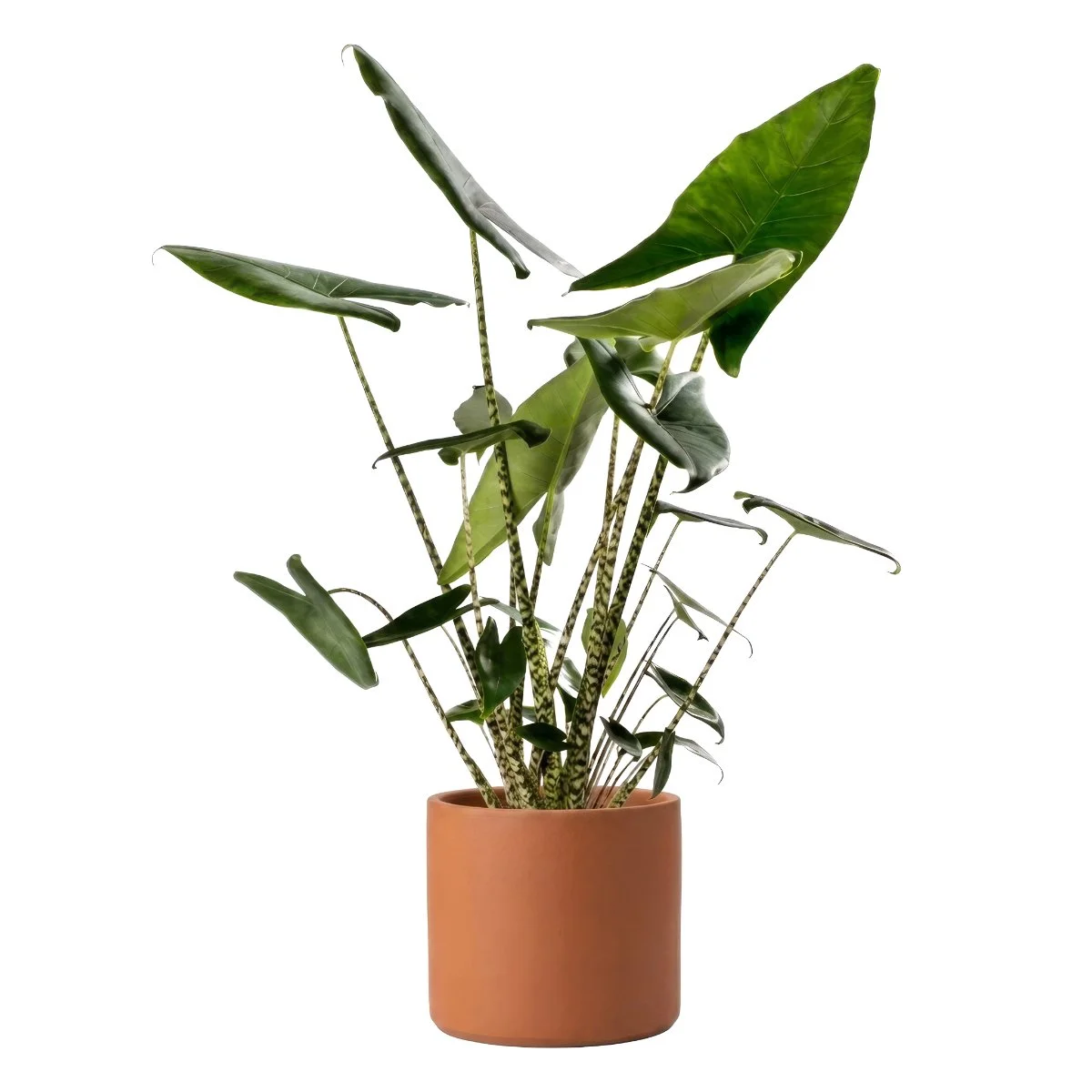 Alocasia Zebrina
