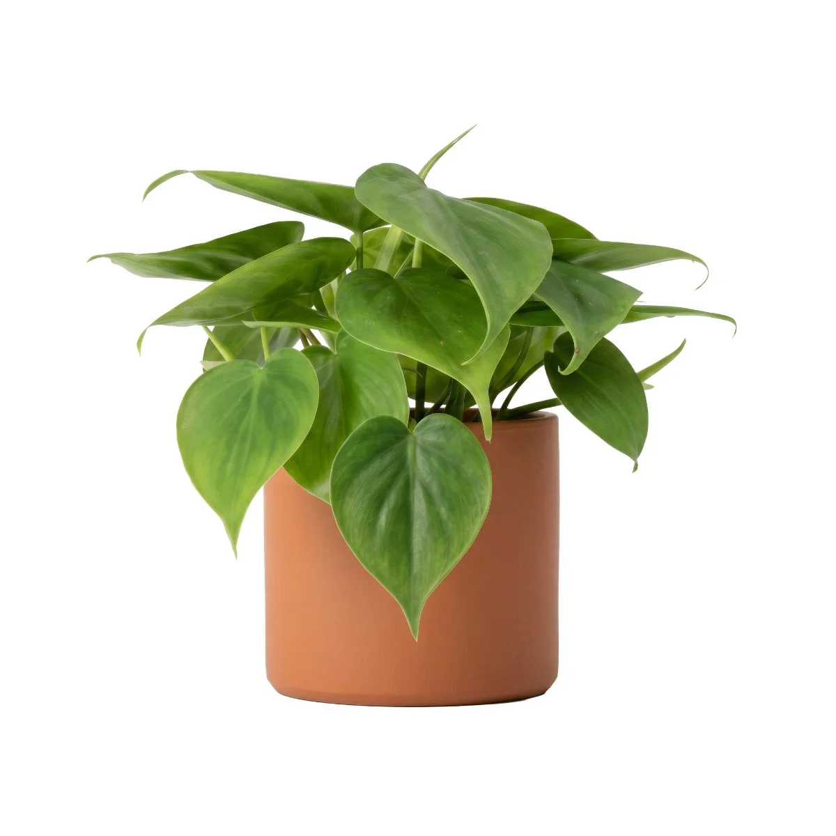Philodendron Scandens