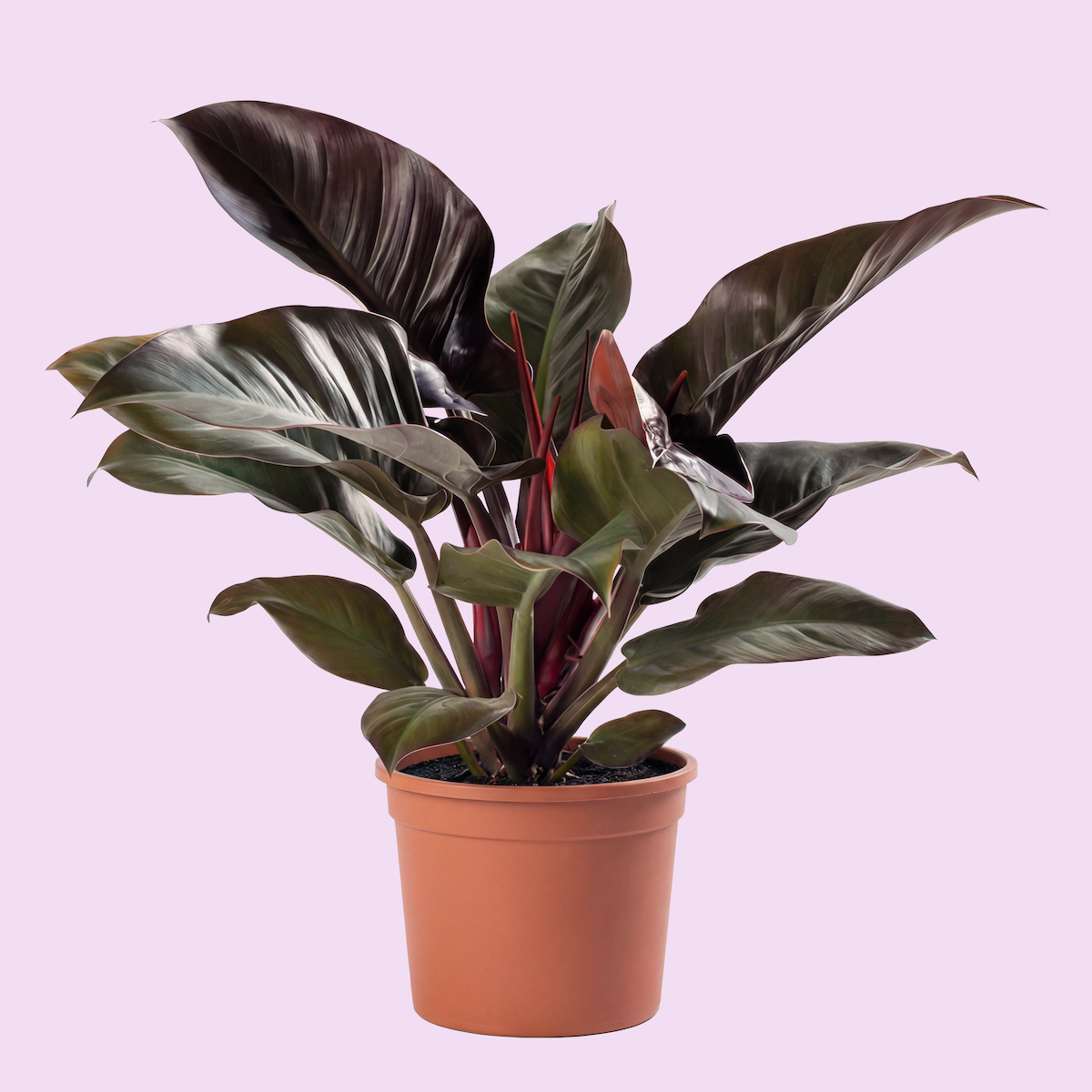 A potted plant with large, dark green leaves with purple and silver markings, set against a light purple background.