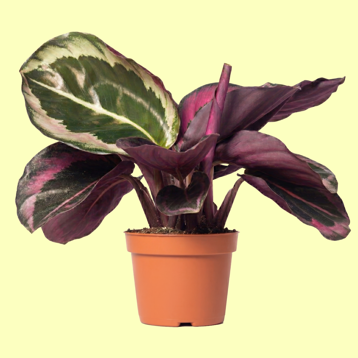 A potted variegated rubber plant with dark purple and green variegated leaves against a light yellow background.