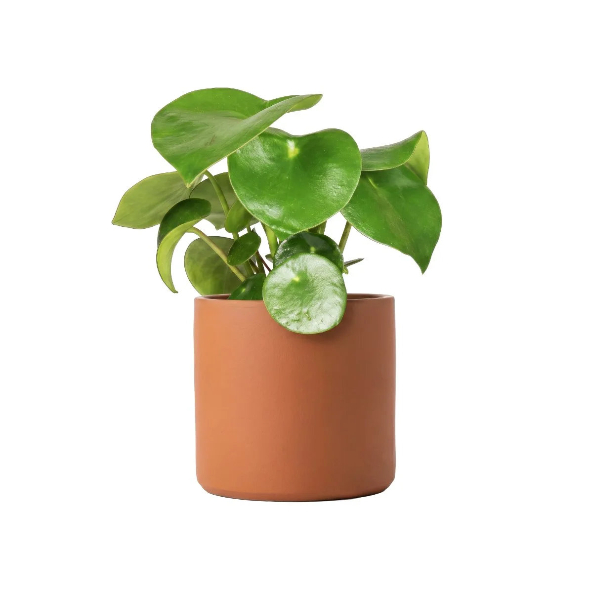 Peperomia