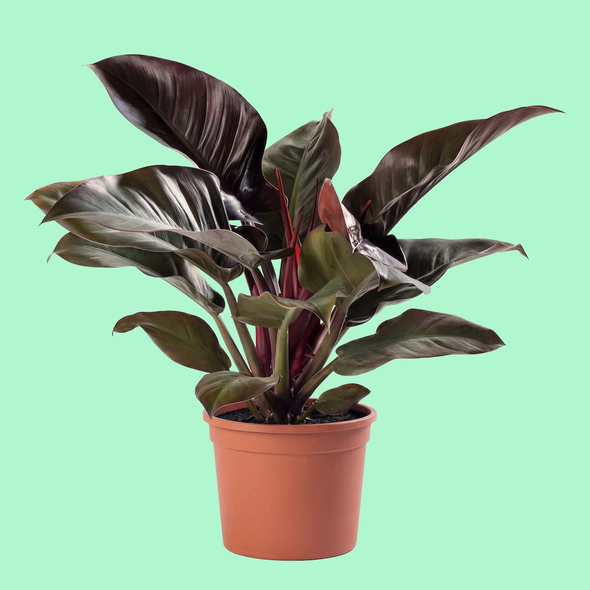 A potted plant with large dark green and purple leaves against a mint green background.