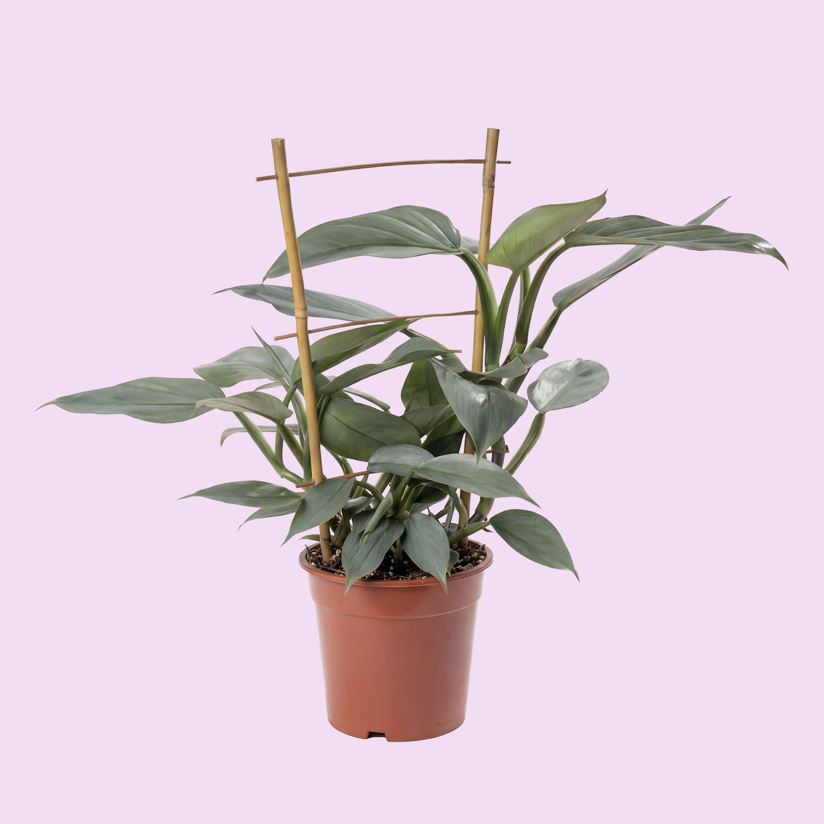 A potted houseplant with large green leaves supported by bamboo stakes on a light purple background.