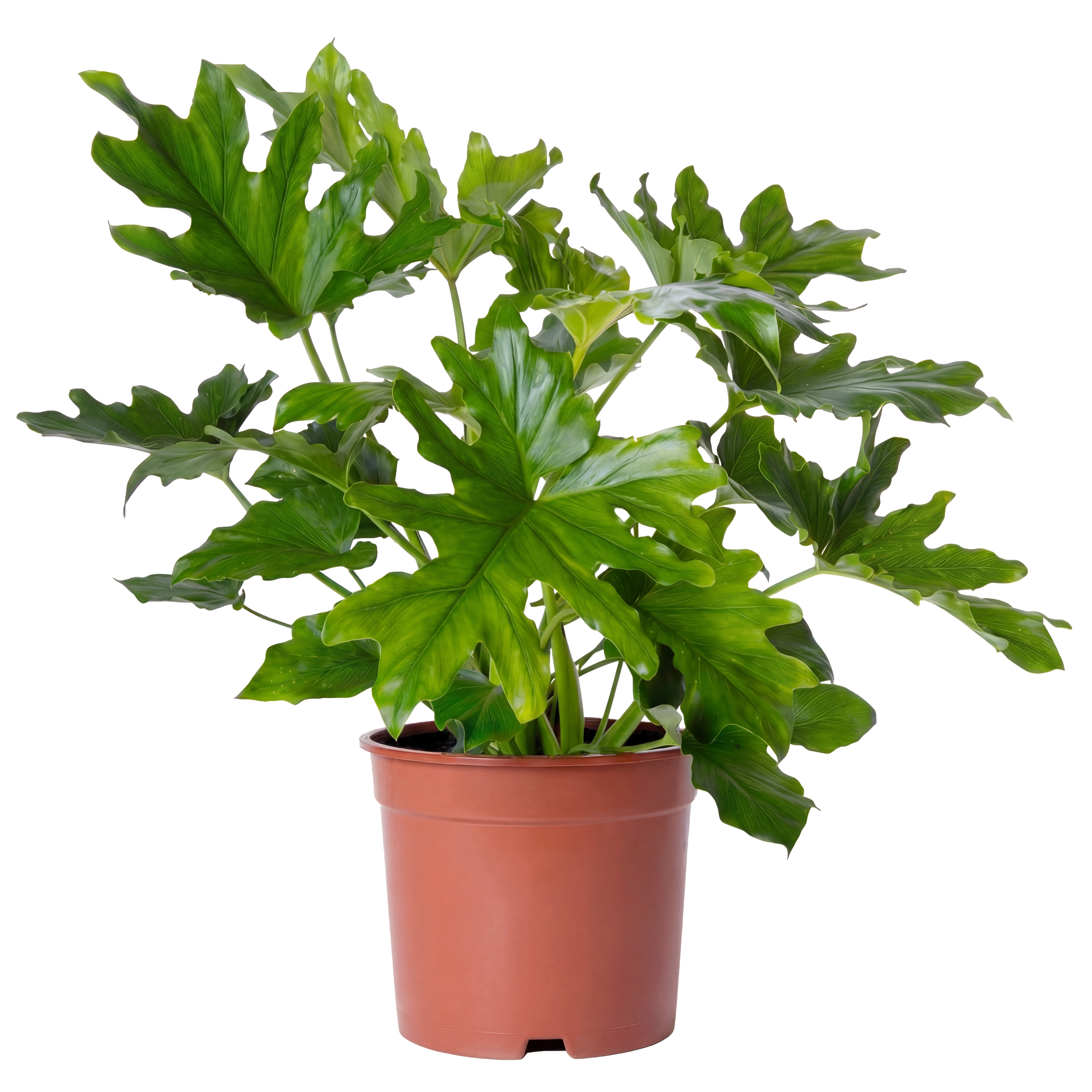 A potted plant with large, glossy, green leaves in a pink plastic pot.