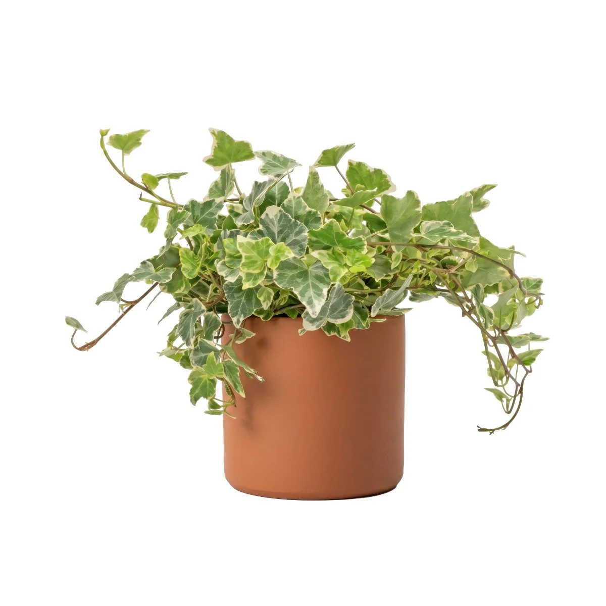 Hedera	Variegated