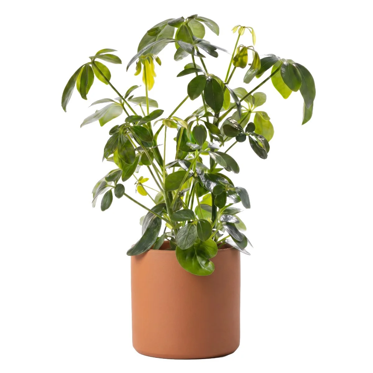 Schefflera Arboricola
