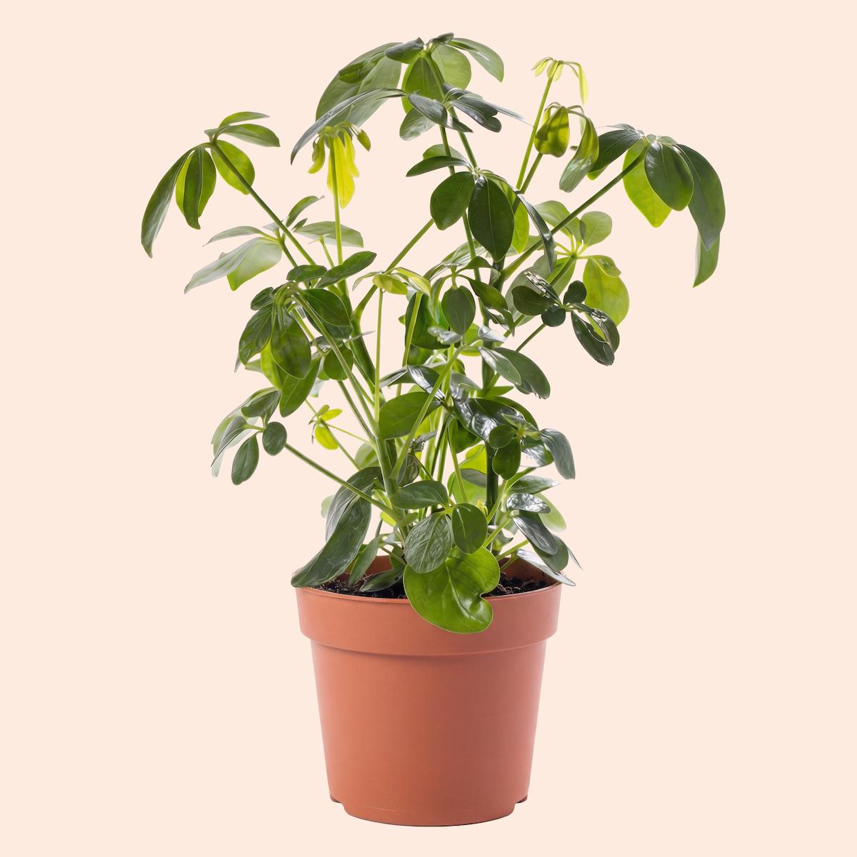A potted indoor plant with green, glossy leaves in a terracotta pot against a light beige background.