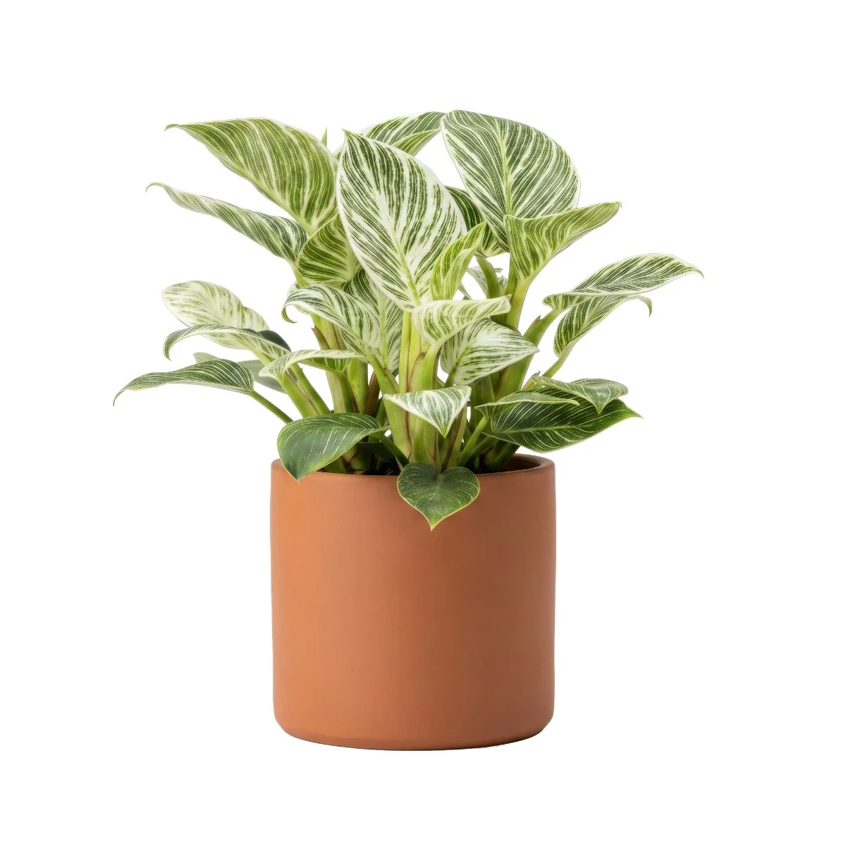 Philodendron Birkin