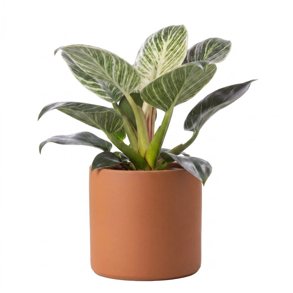 Philodendron ‘Zebra’