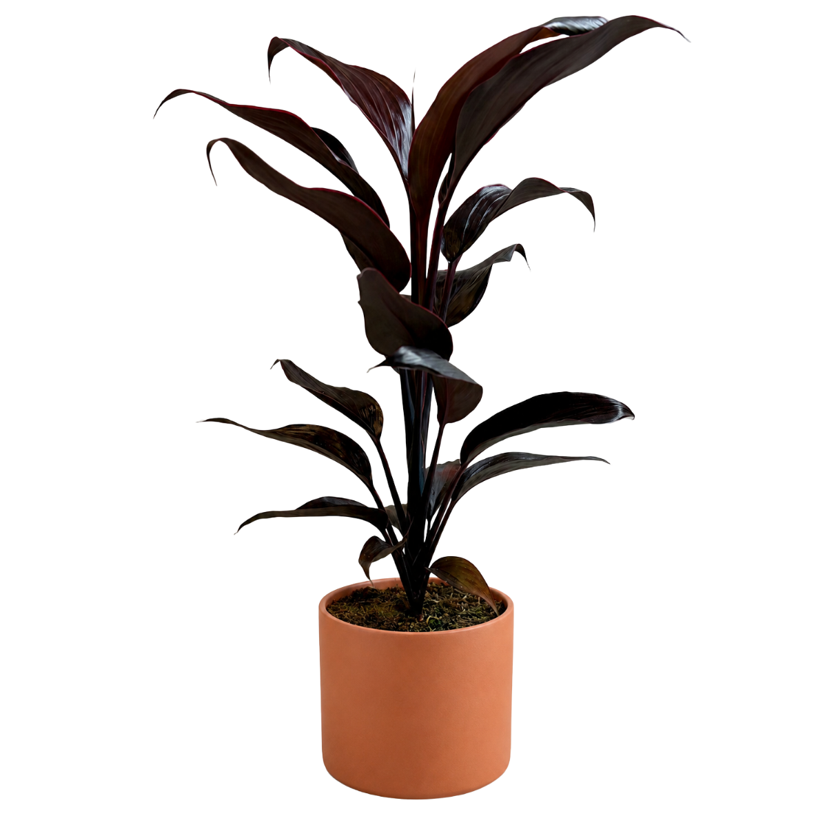 Cordyline Mambo (1).png