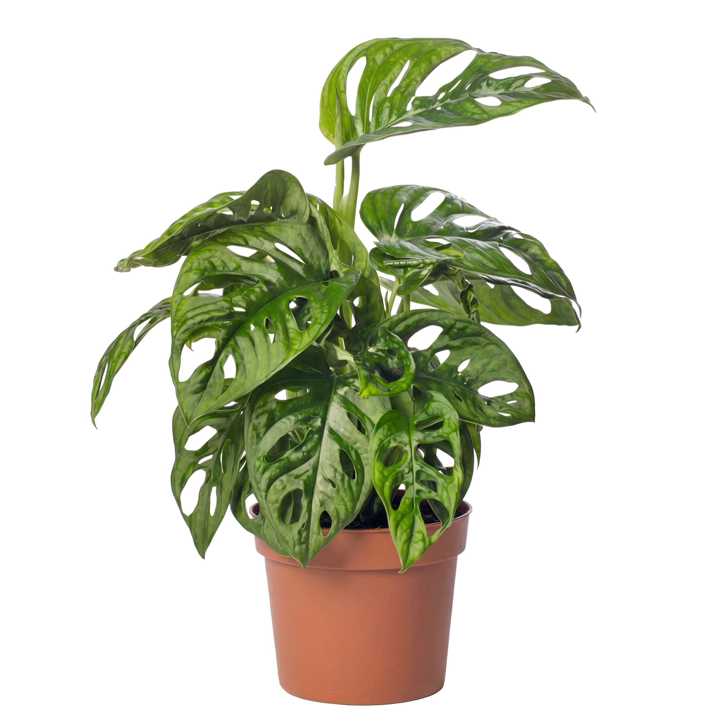 A potted Monstera deliciosa plant with large, glossy, split green leaves.