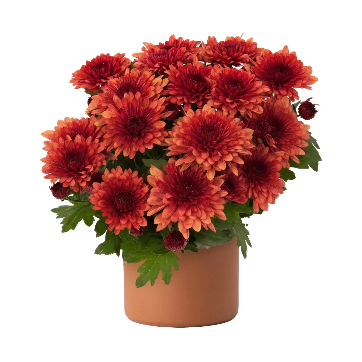 Chrysanthemum Pot Mums
