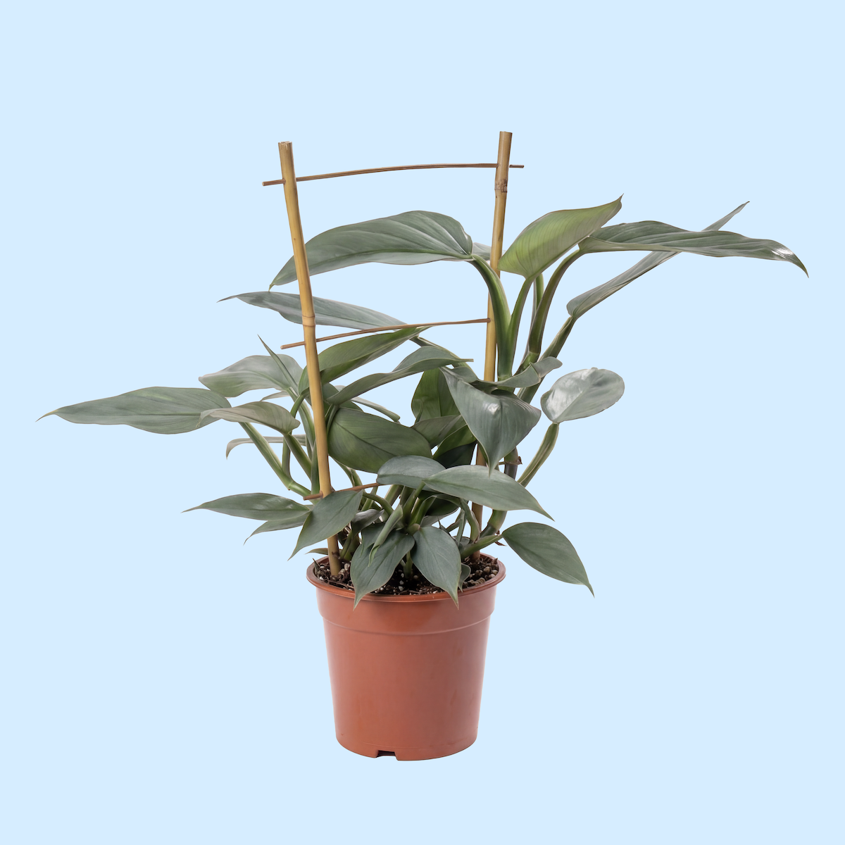 Indoor potted plant with large green leaves supported by bamboo stakes, against a light blue background.