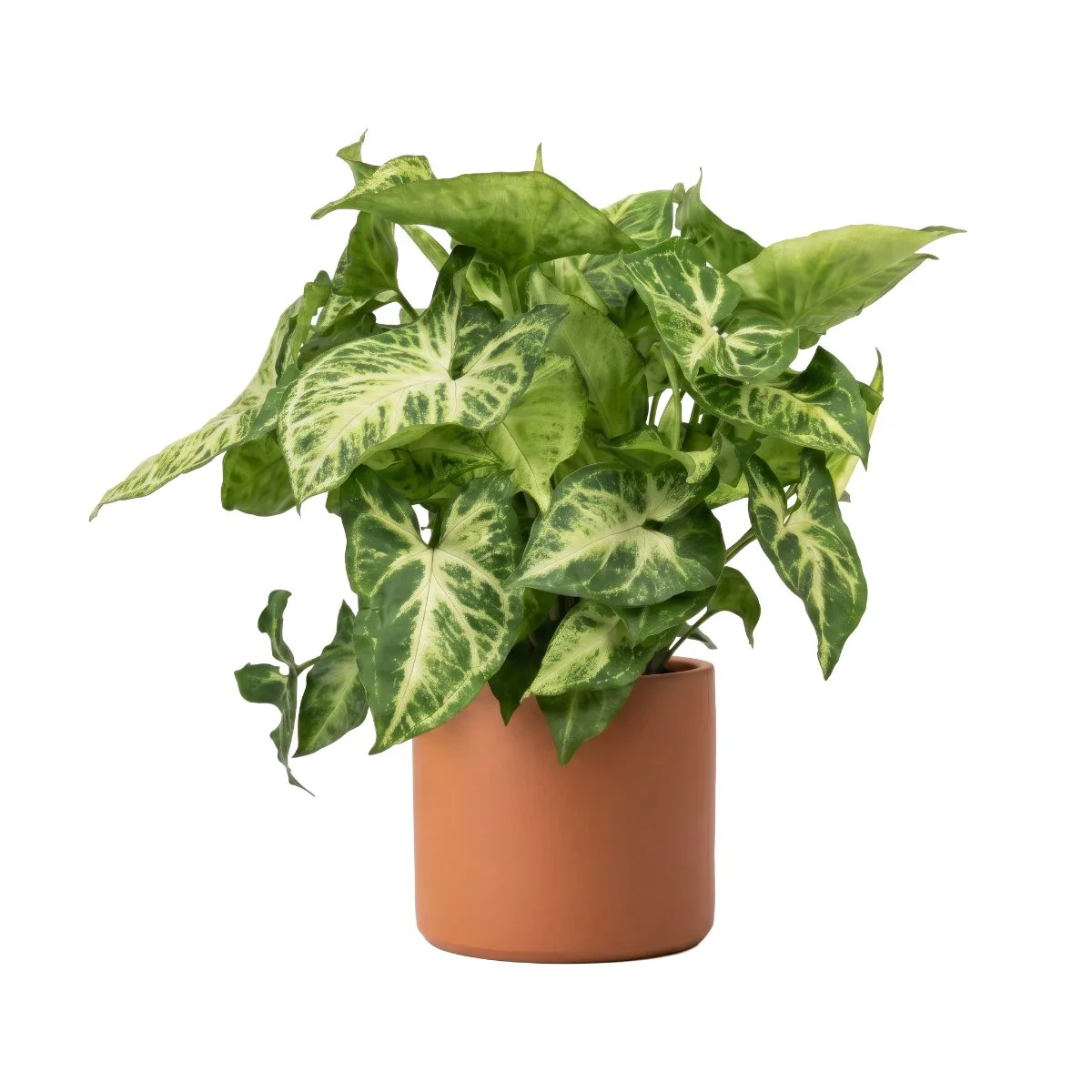 Syngonium Podophyllum White Butterfly