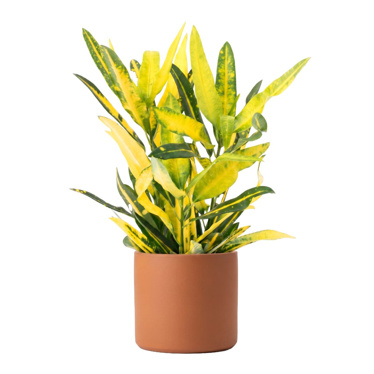 Codiaeum Banana Yellow