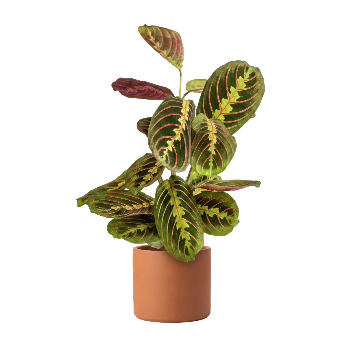 Maranta Red